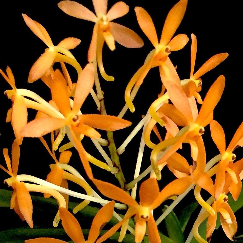 Vanda syn. Ascofinetia Twinkle (Neofinetia falcata X Ascocentrum miniatum)