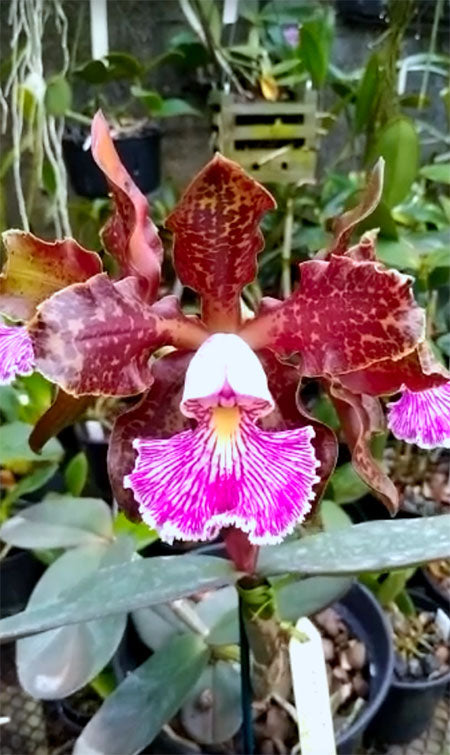 Cattleya schilleriana (Guarapari x 77) - Br Orquidea