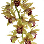 Carica l'immagine nel visualizzatore Galleria, Cymbidium Cascade 'Auburn'