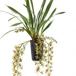 Carica l'immagine nel visualizzatore Galleria, Cymbidium Cascade 'Auburn'