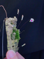 Carica l'immagine nel visualizzatore Galleria, Conchidium extinctorium