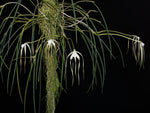 Carica l'immagine nel visualizzatore Galleria, Brassavola cucullata
