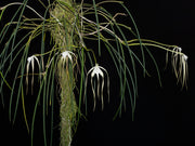 Brassavola cucullata