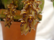 Bulbophyllum propinquum