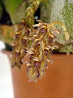Load image into Gallery viewer, Bulbophyllum propinquum