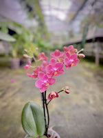 Carica l&#39;immagine nel visualizzatore Galleria, Phalaenopsis Daisy Rose
