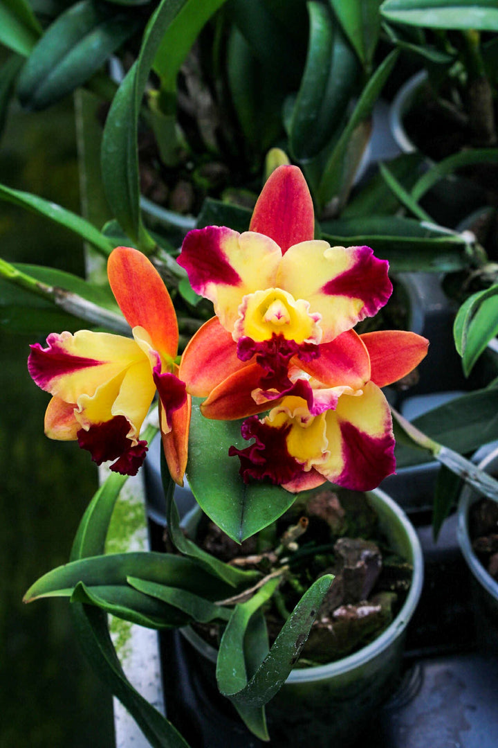 Slc. Candy Sparks ‘Fall Candy’ x Slc. Love Fresh ‘Peter’s Pick’