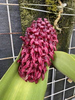 Chargez l'image dans la visionneuse de galerie, Bulbophyllum Wilbur Chang x sumatranum 'Red'