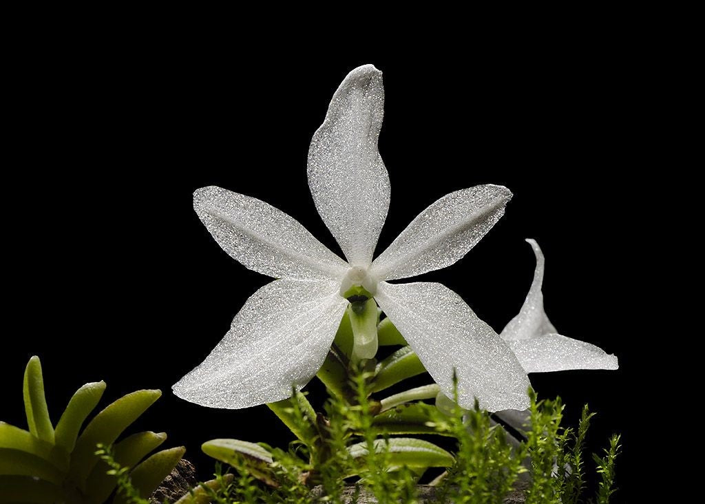 Trichoglottis biglandulosa syn. Ceratochilus biglandulosus