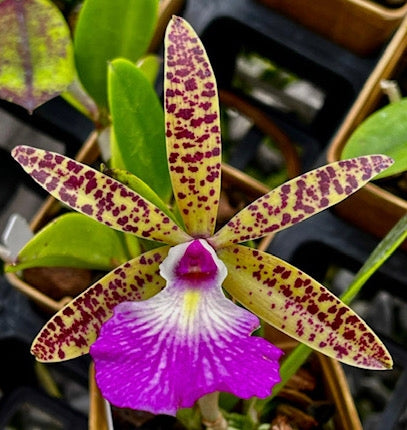 Brassocattleya Theresa Ricci (Bc. Hippodamia × Cattleya aclandiae)