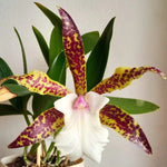 Carica l&#39;immagine nel visualizzatore Galleria, Brassocattleya Theresa Ricci (Bc. Hippodamia × Cattleya aclandiae)
