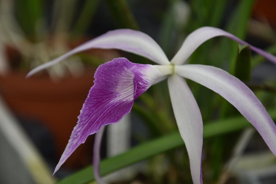 BC. Amethyst (B. cucullata x C. purpurata)