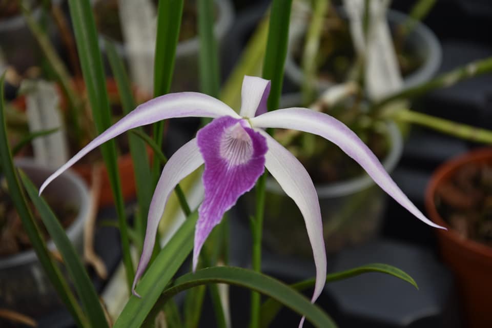 BC. Amethyst (B. cucullata x C. purpurata)