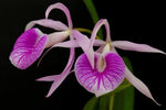 Carica l&#39;immagine nel visualizzatore Galleria, BC. Morning Glory &#39;Valentine Kiss&#39; (Brassavola nodosa x Cattleya purpurata)
