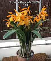 Brassocattleya Golden Glory 'Apollo' SM/TOGA