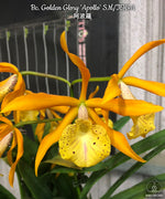 Carica l&#39;immagine nel visualizzatore Galleria, Brassocattleya Golden Glory &#39;Apollo&#39; SM/TOGA
