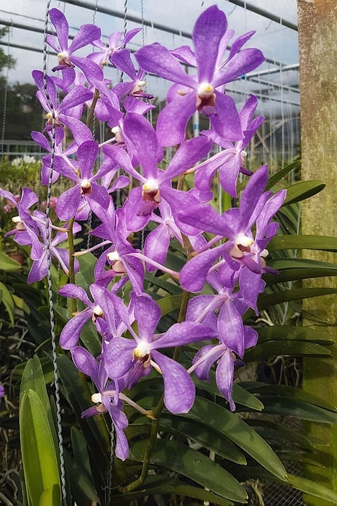 Aranda (Ramasamyara) Jairak Blue