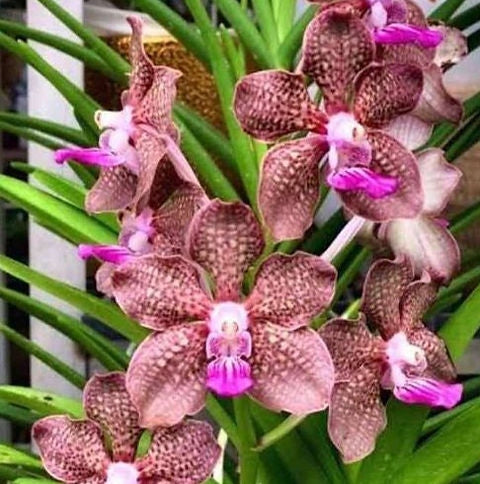 Vanda Mimi Palmer 'Pink'