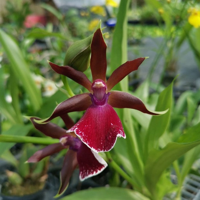 Zygopetalum Louisendorf 'Rhein Moonlight'
