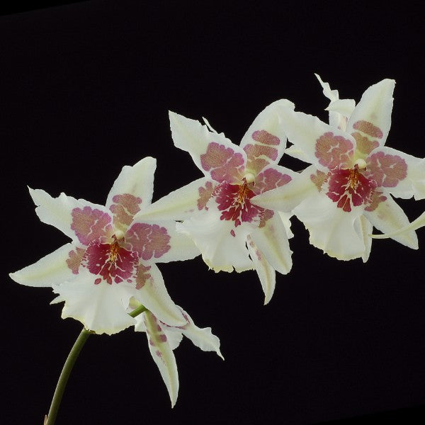 Beallara Tahoma Glacier (Brat. Cartagena x Onc. Alaskan Sunset)