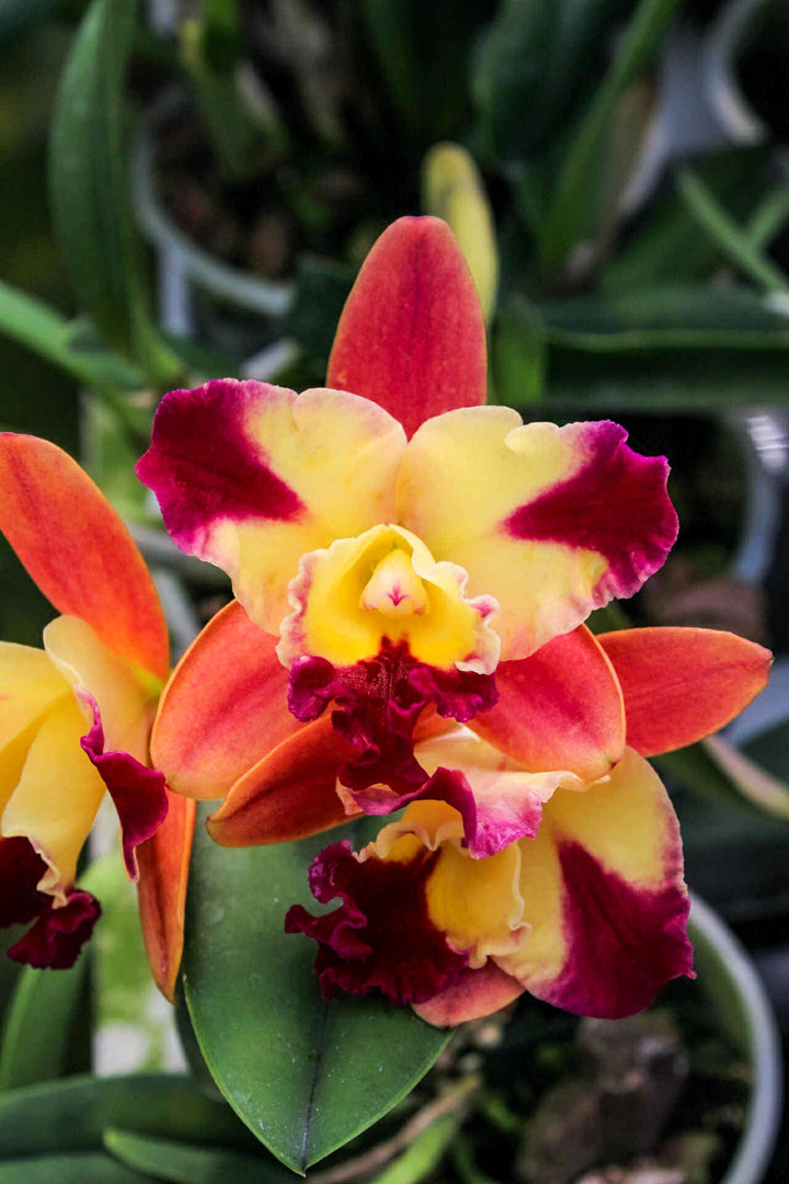 Slc. Candy Sparks ‘Fall Candy’ x Slc. Love Fresh ‘Peter’s Pick’