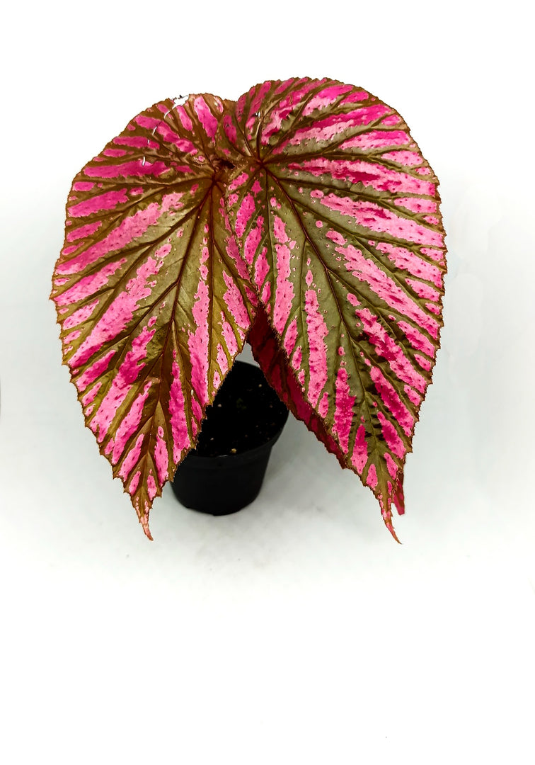 Begonia brevirimosa