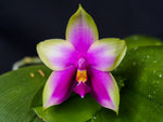 Load image into Gallery viewer, Phalaenopsis bellina ('Red Apple' x f. alba)