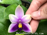Load image into Gallery viewer, Phalaenopsis bellina blue 'Mainshow'