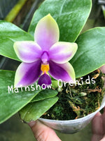 Load image into Gallery viewer, Phalaenopsis bellina blue 'Mainshow'