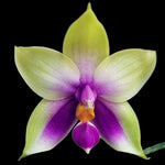 Load image into Gallery viewer, Phalaenopsis bellina f. coerulea