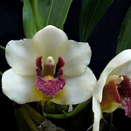 Bifrenaria harrisionae