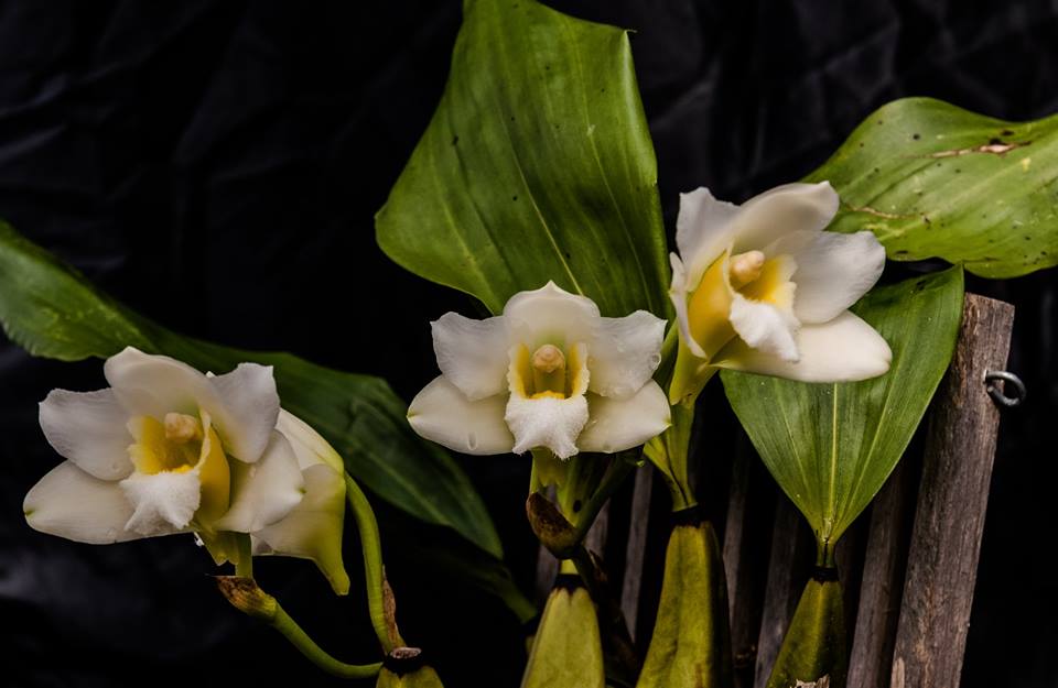 Bifrenaria harrisoniae var. alba