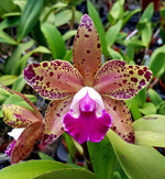 Carica l&#39;immagine nel visualizzatore Galleria, Rhyncholaeliocattleya Durigan &#39;Big spots&#39; - Br Orquidea
