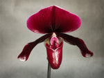 Carica l'immagine nel visualizzatore Galleria, Paphiopedilum Black Jack