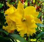 Carica l&#39;immagine nel visualizzatore Galleria, Blc. Haddyai Delight
