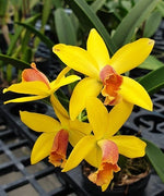 Carica l&#39;immagine nel visualizzatore Galleria, Brassolaeliocattleya Blc. Waikiki Gold × L. briegeri
