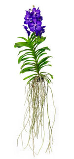 Carica l&#39;immagine nel visualizzatore Galleria, Vanda Blue Magic
