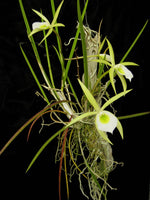 Carica l'immagine nel visualizzatore Galleria, Brassavola flagellaris