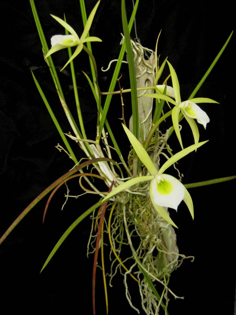 Brassavola flagellaris