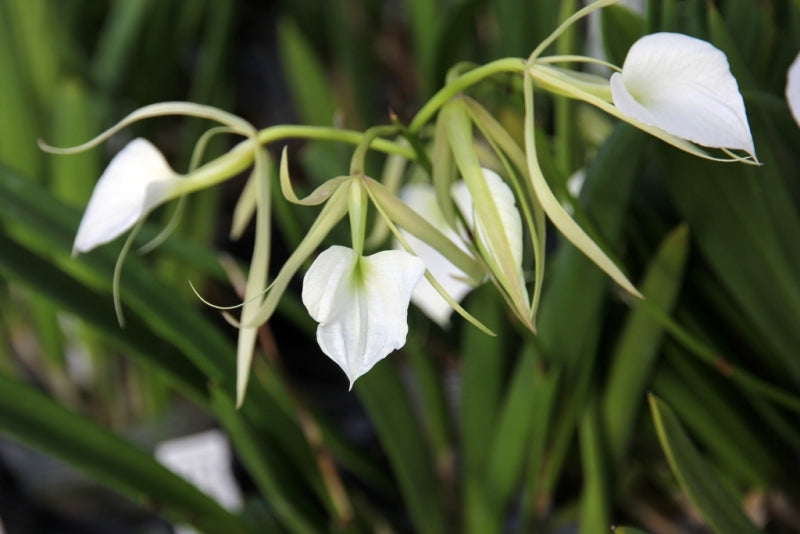Brassavola nodosa 'Panama Soire'