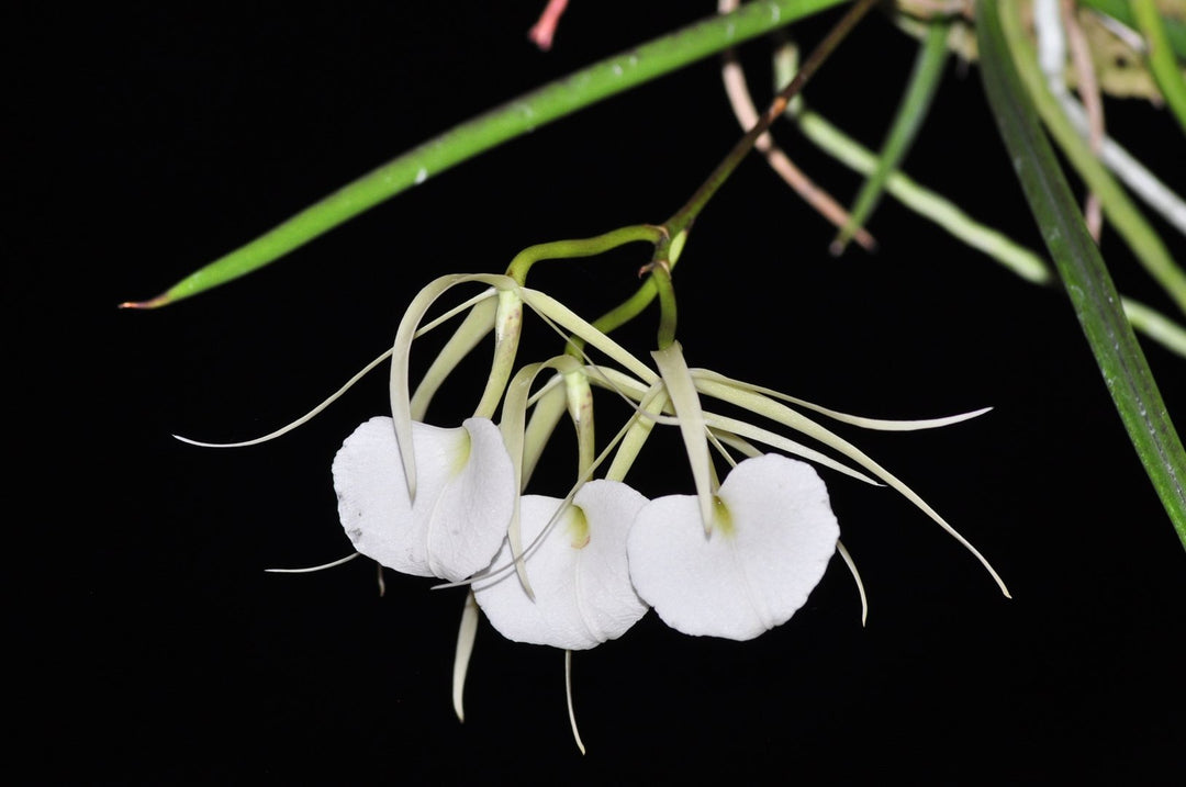 Brassavola nodosa 'Panama Soire'