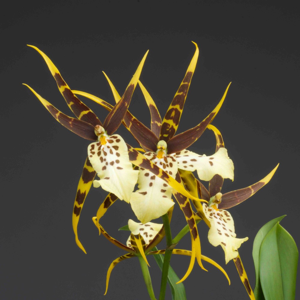 Brassia mix