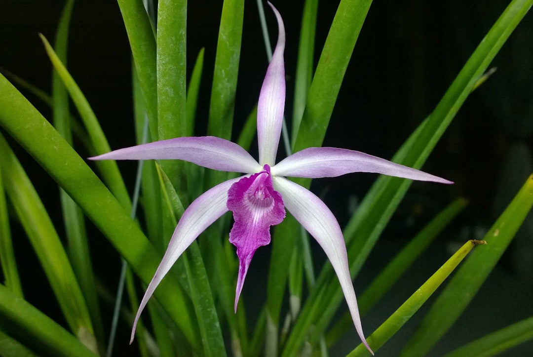 BC. Amethyst (B. cucullata x C. purpurata)