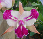 Load image into Gallery viewer, Brassolaeliocattleya Chyong Guu Benz 'Fong Yuen'