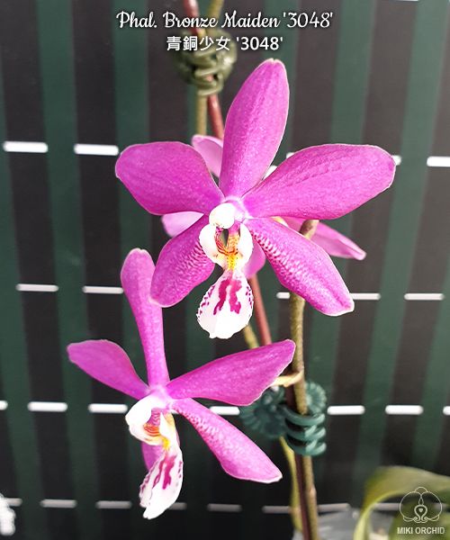 Phalaenopsis Bronze Maiden '3048' (schilleriana x mannii 'Black' ) 