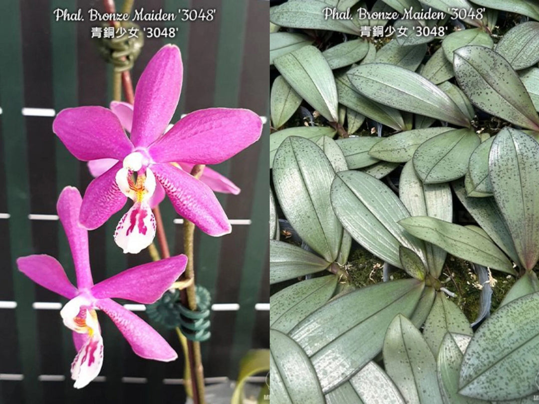 Phalaenopsis Bronze Maiden '3048' (schilleriana x mannii 'Black' ) 