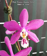 Carica l'immagine nel visualizzatore Galleria, Phalaenopsis Bronze Maiden '3048' (schilleriana x mannii 'Black' ) 