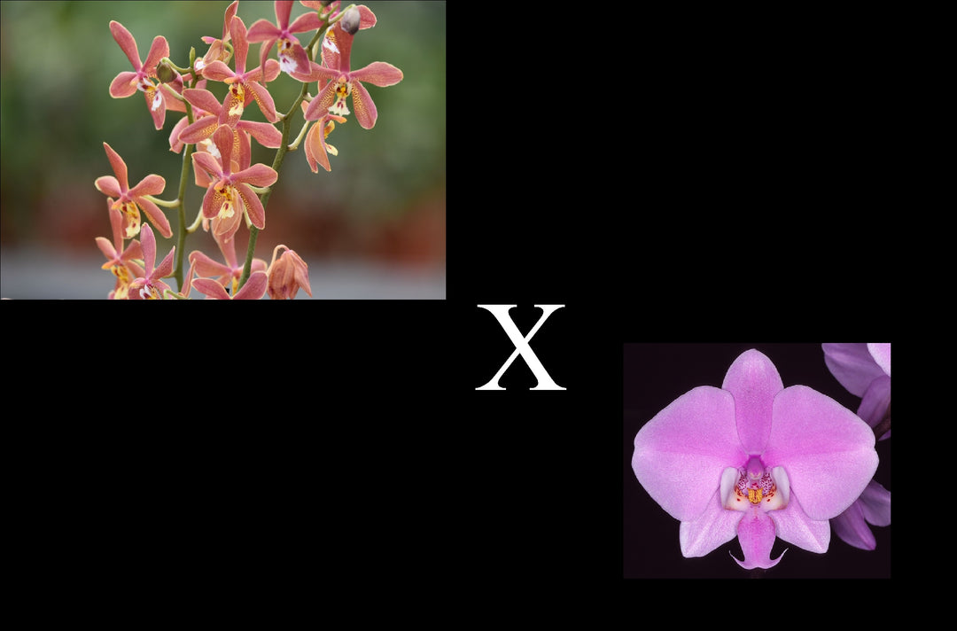 Phalaenopsis Bronze Maiden x schilleriana