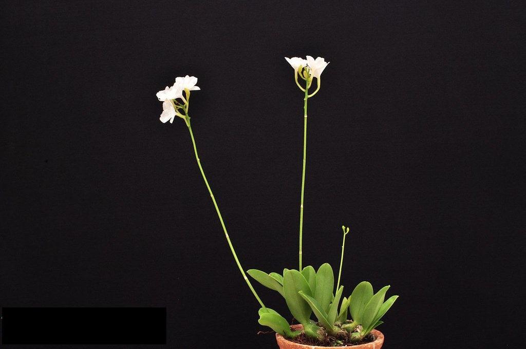 Broughtonia sanguinea var. alba 'Exotic Snow'