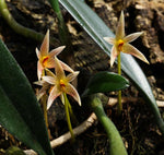 Load image into Gallery viewer, Bulbophyllum affine
